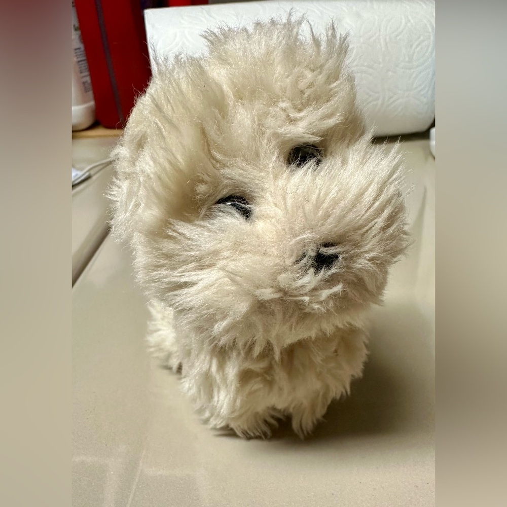 Coconut the Dog